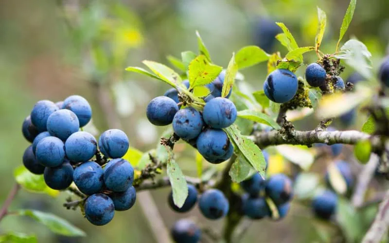 Quả Sloe
